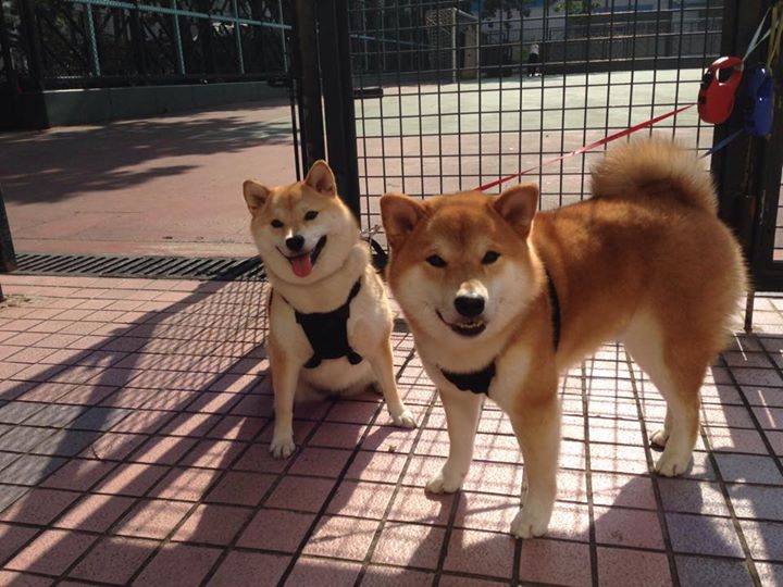 南海岸的轰鸣,当米切尔的舞台从爵士峡谷转向绿军殿堂,他从未停止绽放