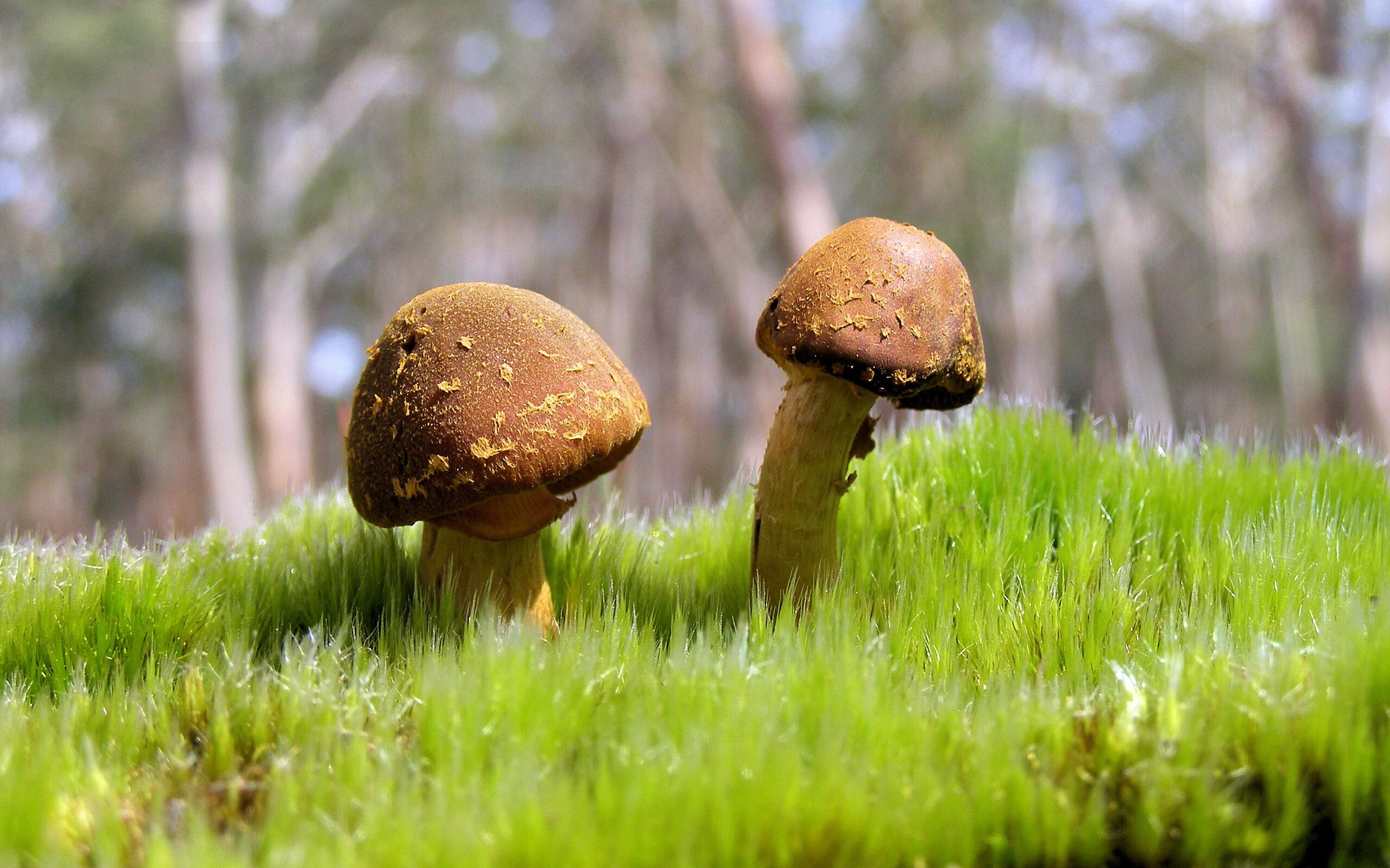 加时鏖战!班凯罗狂轰62分难救主,北京男篮团队利刃撕裂76人防线