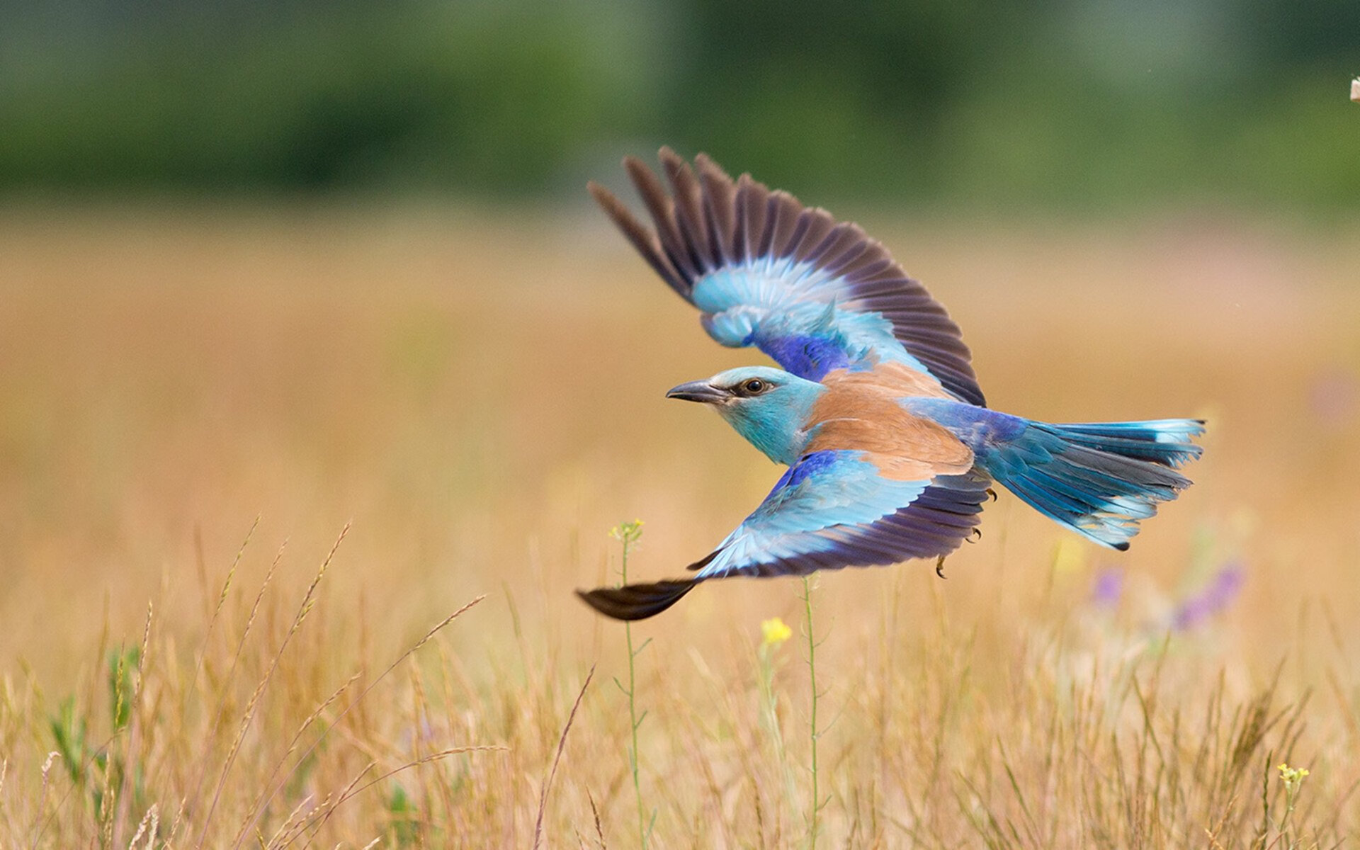 西甲国家德比之夜，福登于万众屏息间剑指苍穹