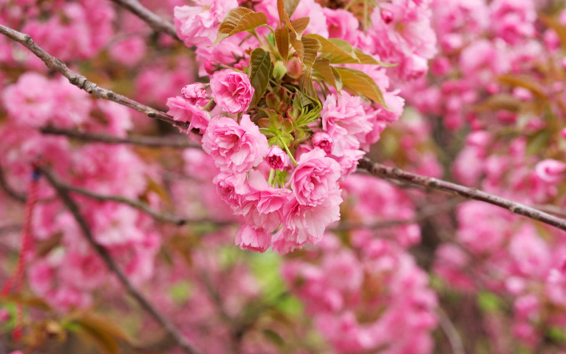 南美铁血之巅，厄瓜多尔高原封锁智利，C罗独舞撕裂2026世界杯A组